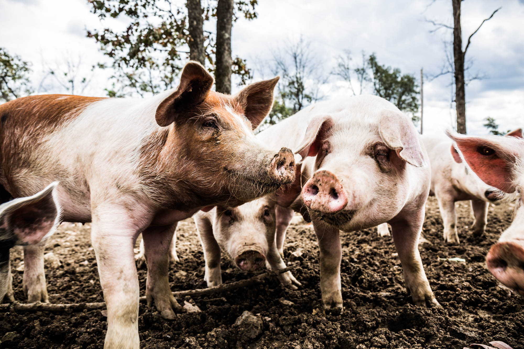 Two pasture-raised hogs at Rittenberry Farms — close-up